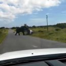 Разъяренный слон едва не растоптал кроссовер – видео