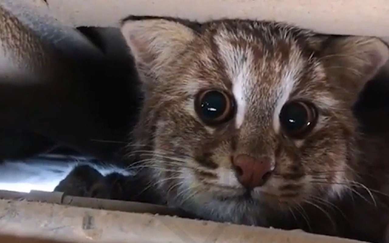 В Приморье дикий кот забрался в машину и не хотел уходить (видео)