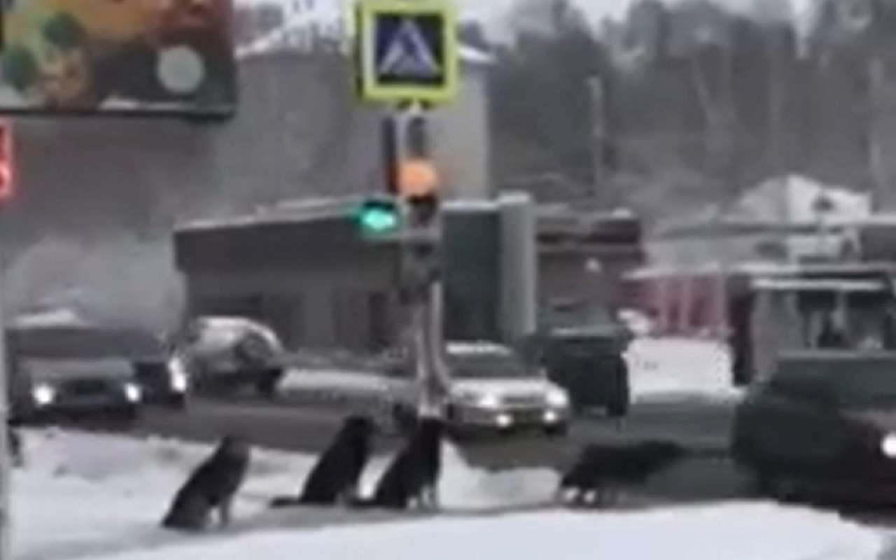 Собаки показали, как нужно переходить дорогу (видео)